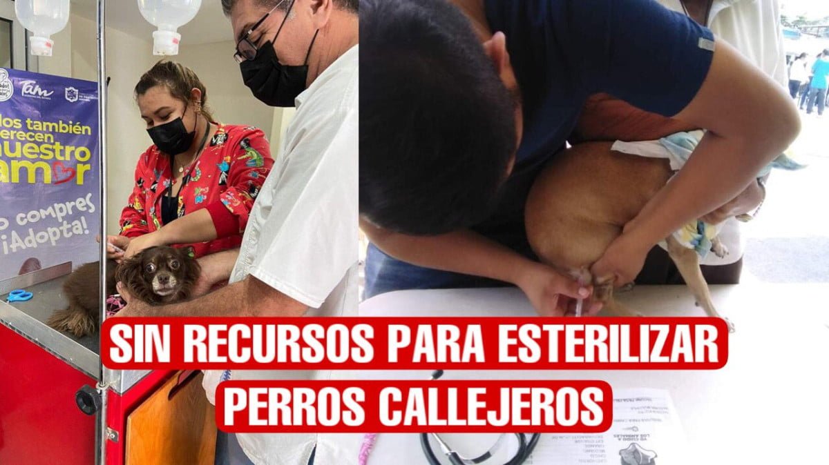 No hay recursos para esterilización de callejeritos en Tampico; son procedimientos costoso