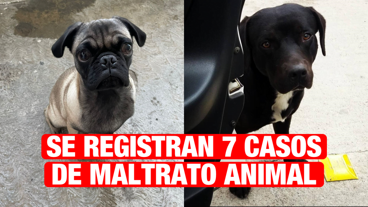 Se registran 7 casos por maltrato animal
