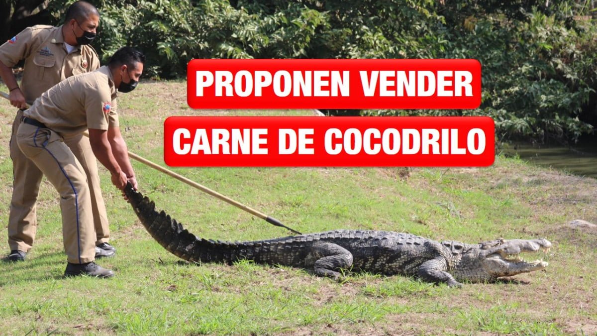 Propone Regidor de Morena comercializar carne, piel y huesos de cocodrilos