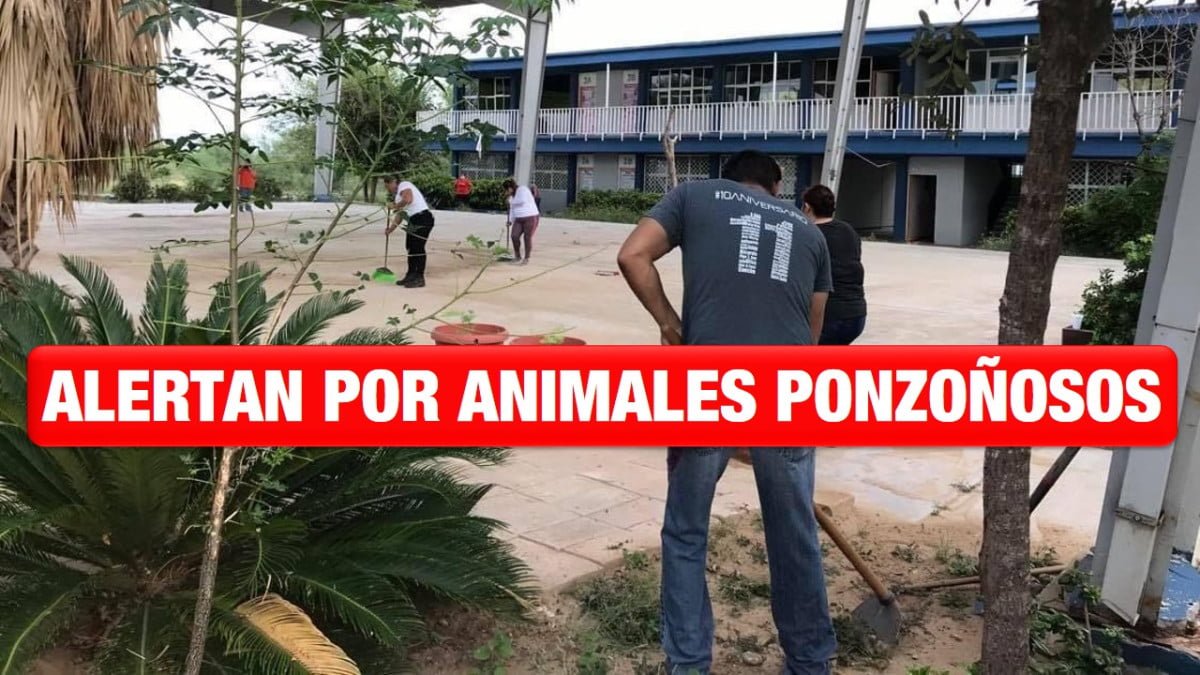 Preocupa presencia de animales ponzoñosos en Secundaria 11