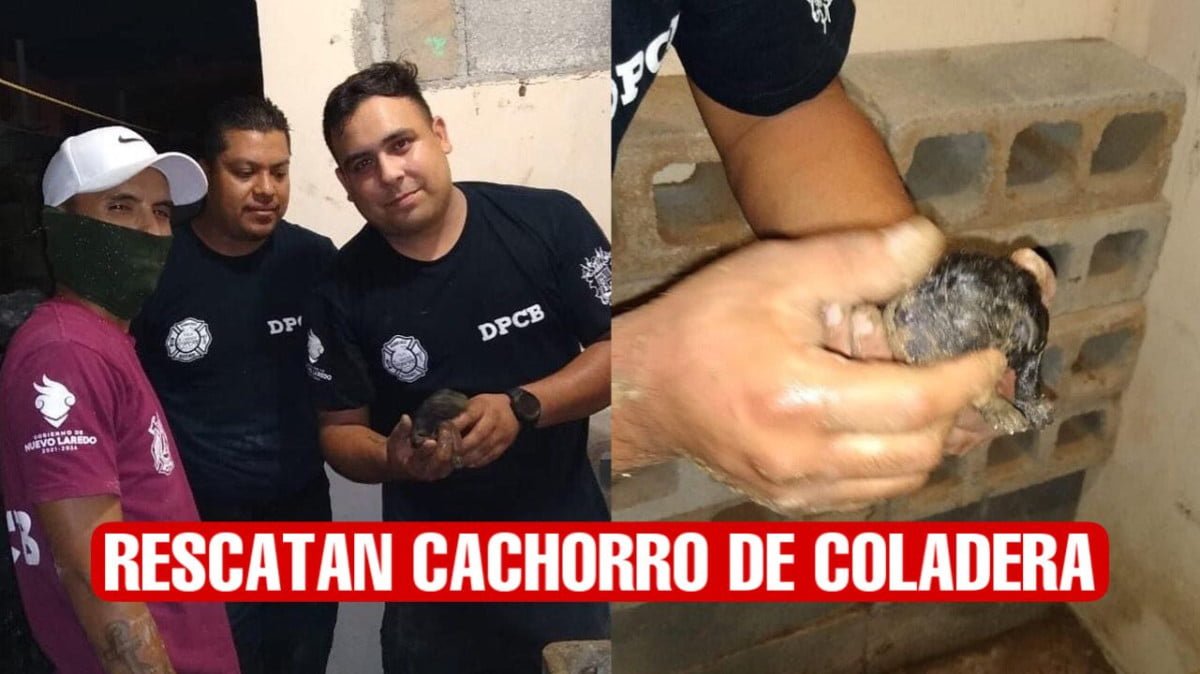 Rescatan a cachorro de una coladera