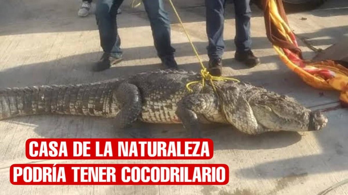 Proyecta Tampico Cocodrilario en Casa de la Naturaleza