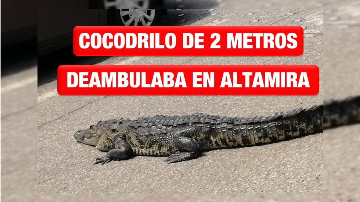 Cocodrilo de dos metros deambulaba por la Avenida de la Industria en Altamira
