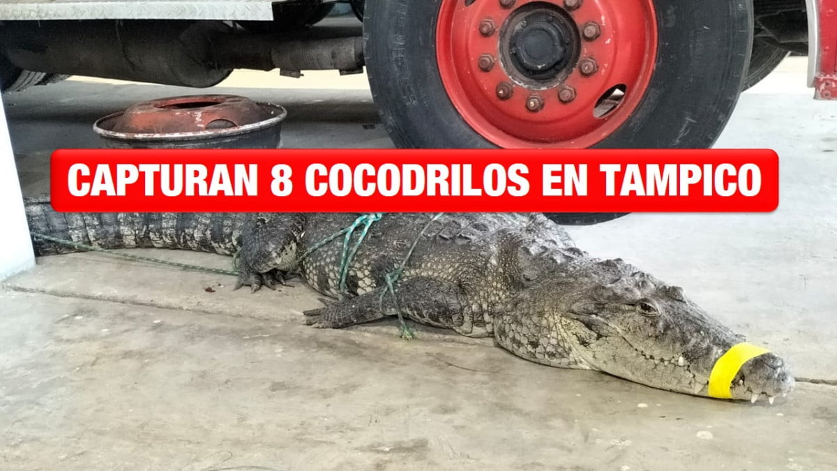 En una semana captura ocho cocodrilos bomberos de Tampico