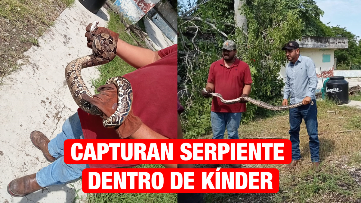 Encuentran víbora dentro de kínder en zona ejidal de Altamira