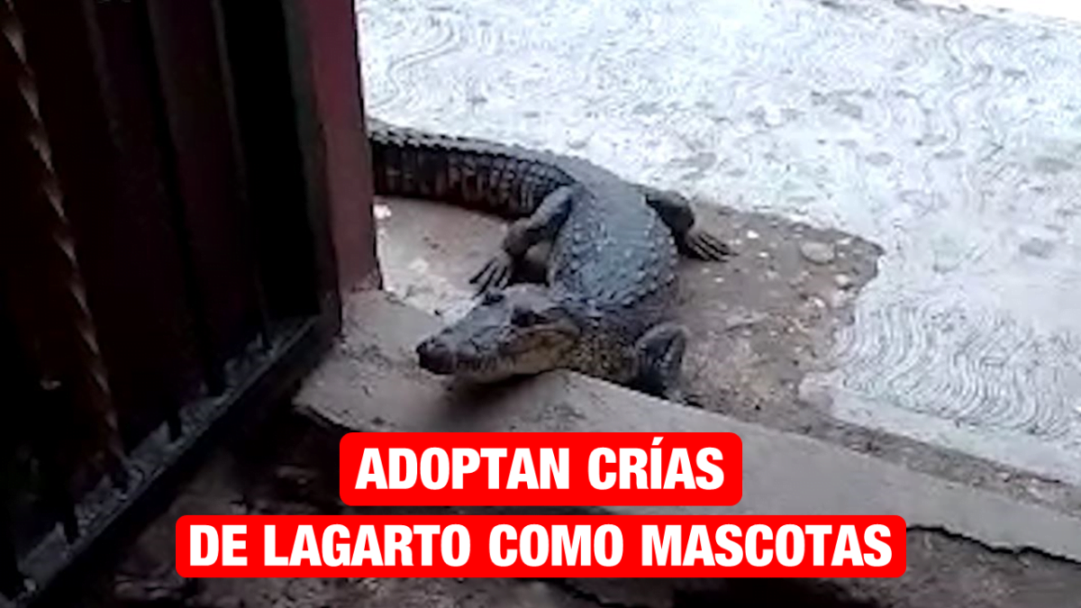 Familias de Altamira adoptan crías de lagarto como mascotas