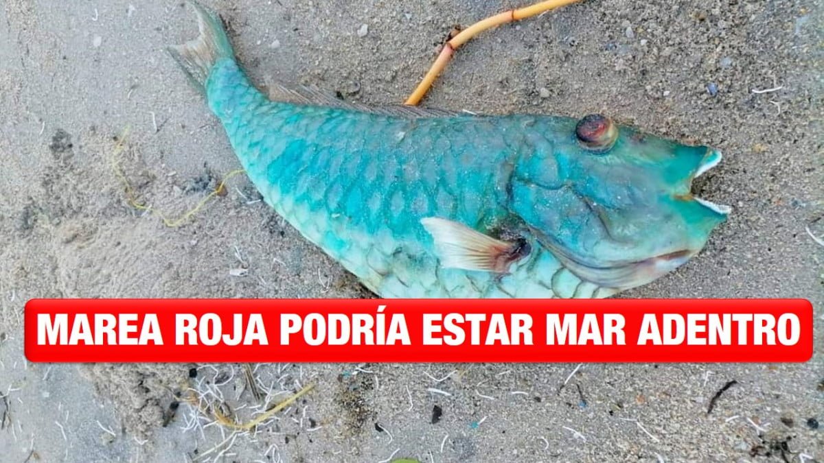 Marea roja podría estar mar adentro; hasta el momento no hay alerta sanitaria en el sur