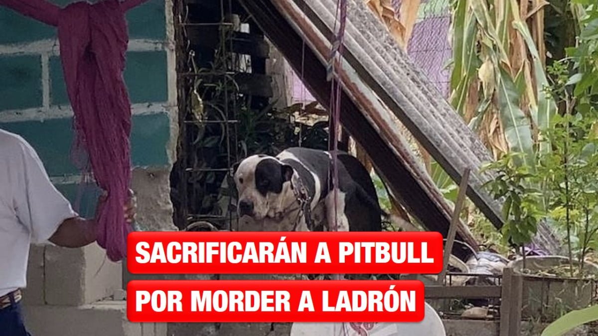 Piden sacrificar un pitbull que atacó a un supuesto ladrón dentro de una casa