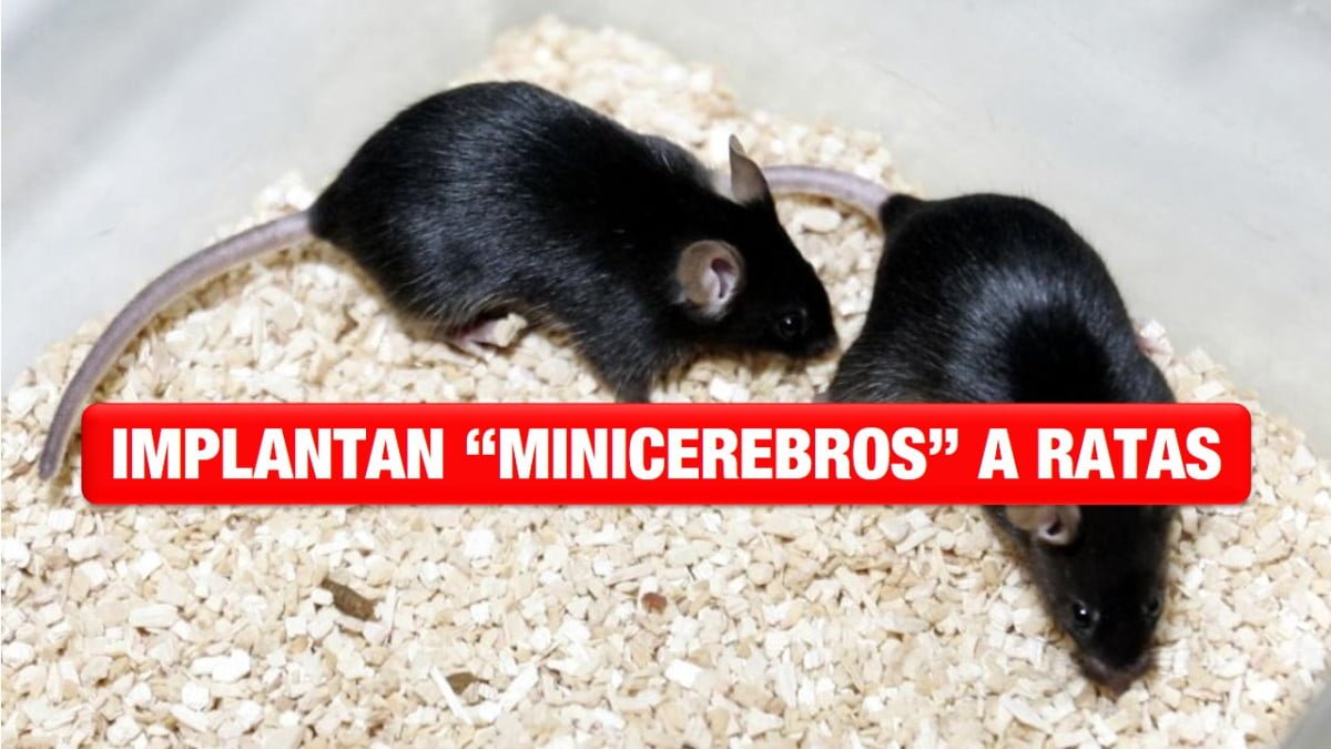 Implantan «minicerebros» derivados de células humanas a ratas recién nacidas