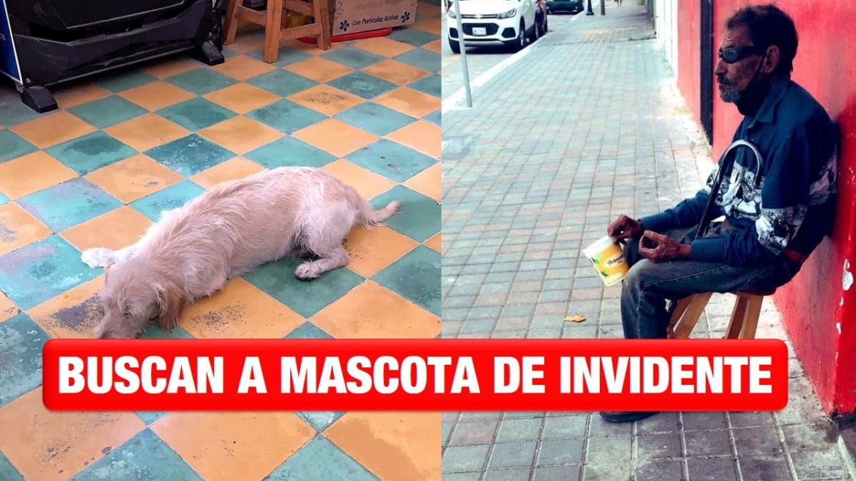 Piden ayuda para encontrar a Peluchín, la mascota de una persona invidente en Tampico