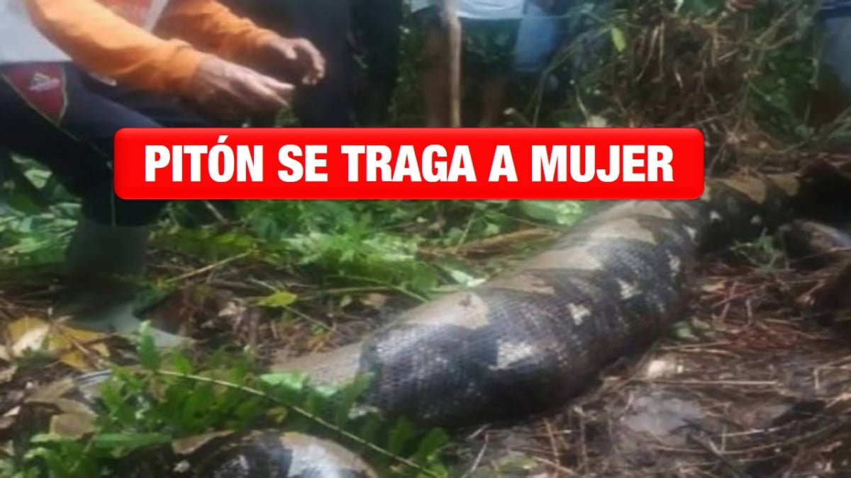 Pitón gigante se traga a una mujer en Indonesia