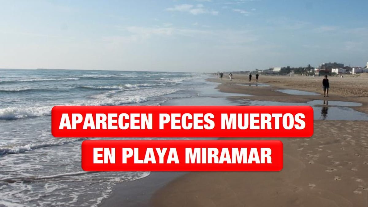 Peces muertos en Playa Miramar