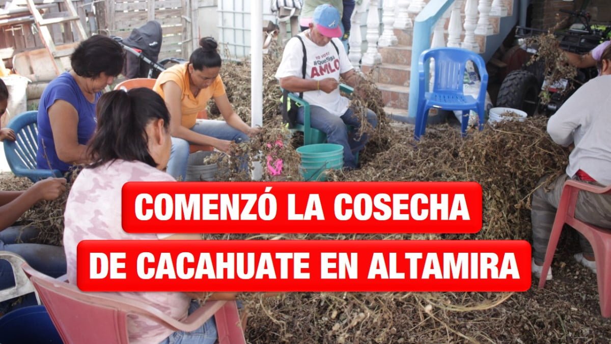 Comenzó la cosecha de cacahuate en Agua de Castilla en Altamira