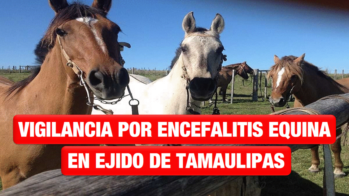 Decretan vigilancia epidemiológica por Encefalitis Equina en Ejido de Aldama, Tamaulipas
