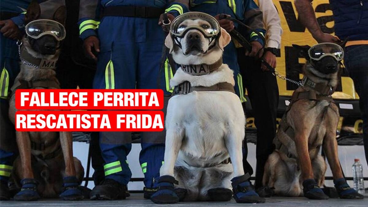 Muere la perrita Frida a los 13 años; heroína en el sismo de México de 2017