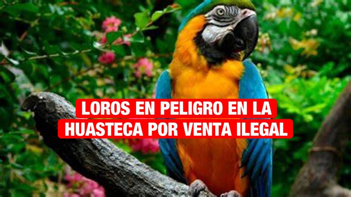 Loros en peligro en la Huasteca por la venta ilegal