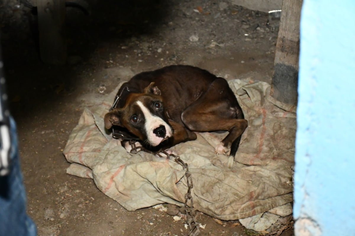 Rescatan a perrito que sufrió maltrato y abandono