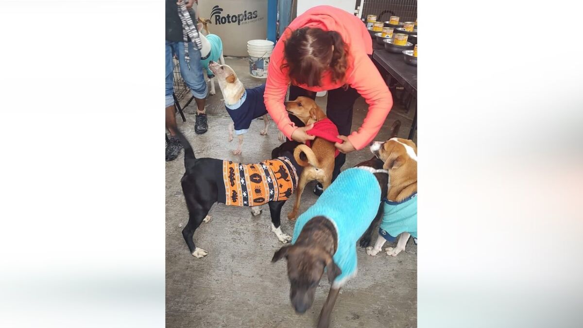 Perritos de albergue tienen su posada canina 2022