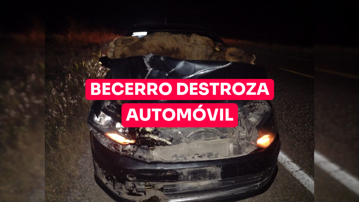 Becerro destroza automóvil 
