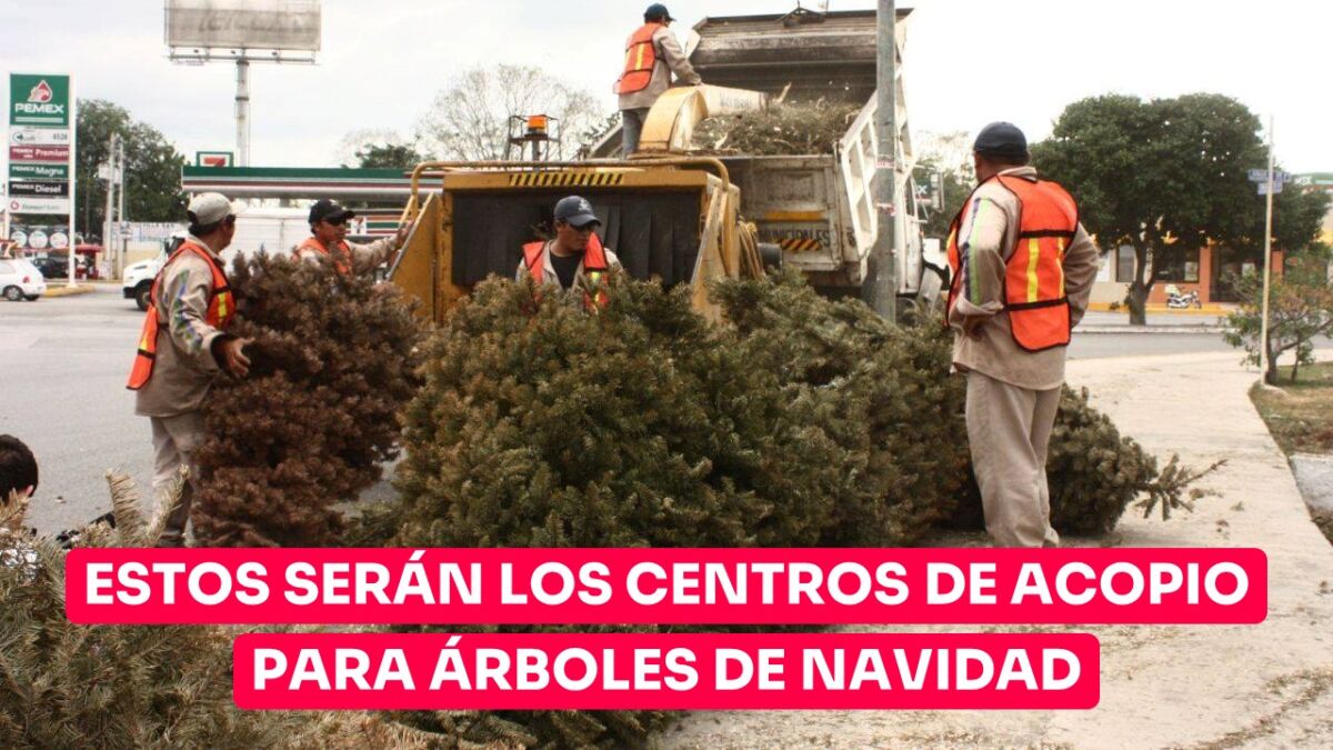 Estos Son Los Centros De Acopio Para árboles De Navidad En Tamaulipas