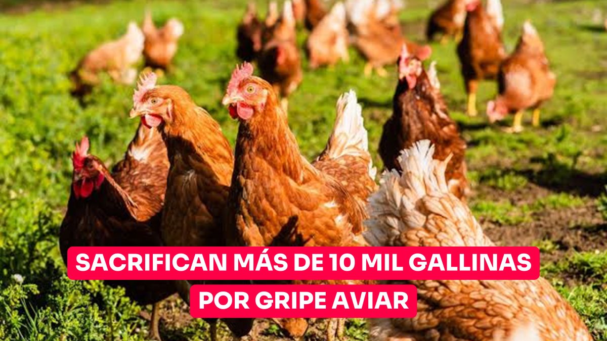 Por gripe aviar, son sacrificadas 10 mil gallinas en rancho de Altamira