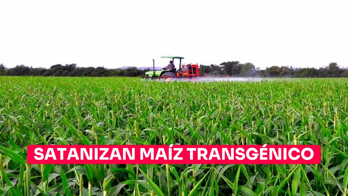 Maíz transgénico ha sido satanizado por el gobierno
