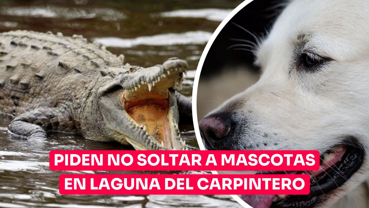 Pide “SOS Cocodrilo” no soltar a mascotas durante paseos en Laguna del Carpintero; podría ser fatal