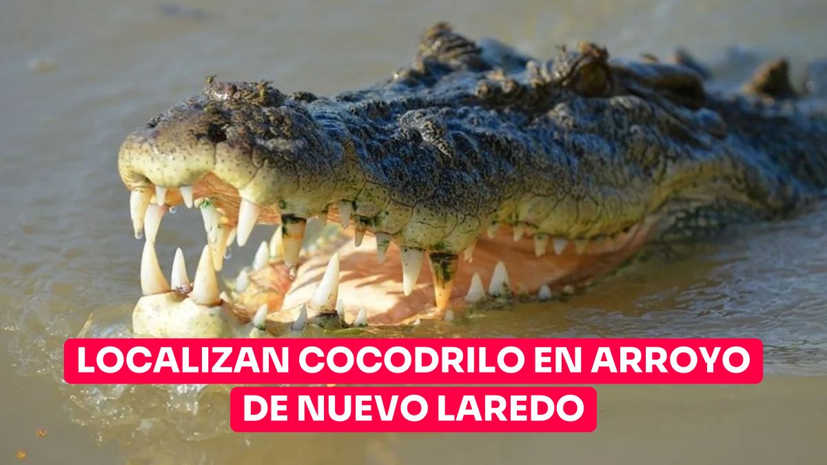 Cocodrilo aparece en arroyo de Nuevo Laredo y causa pánico en la colonia Los Fresnos