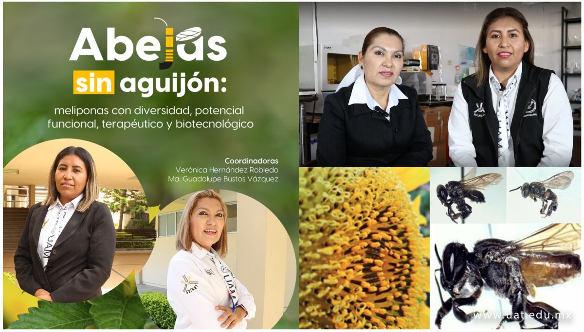 Explora la UAT potencial terapéutico y biotecnológico de abejas sin aguijón