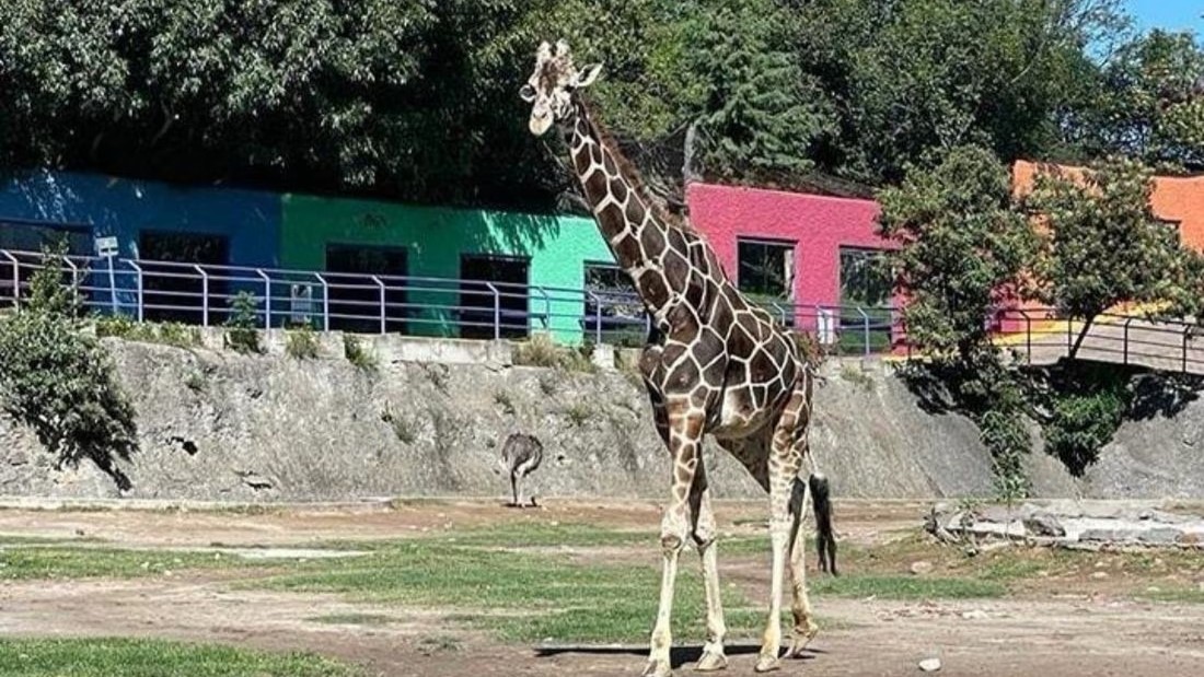 El zoológico de Tlaxcala se encuentra de luto por muerte de la jirafa «Yoyo»