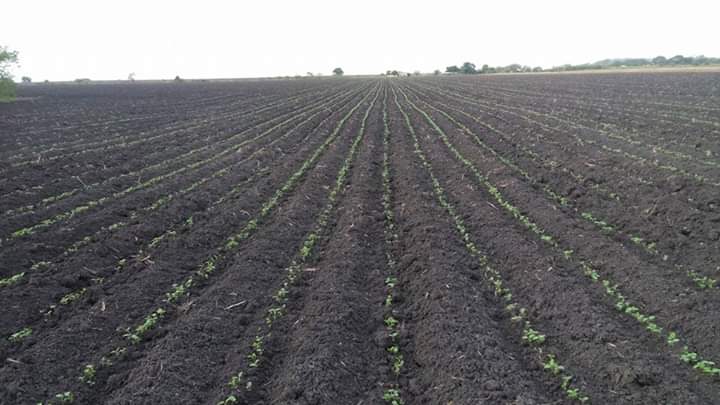En riesgo por el frío 38 mil has de sorgo y maíz en Altamira