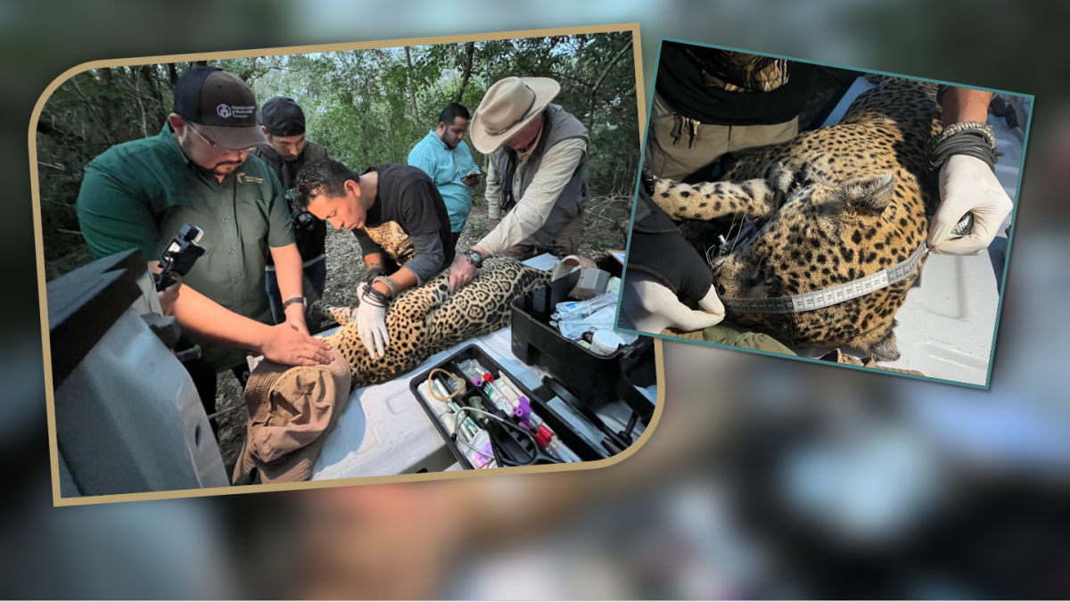 Sorprende jaguar que deambulaba en un rancho de Tamaulipas