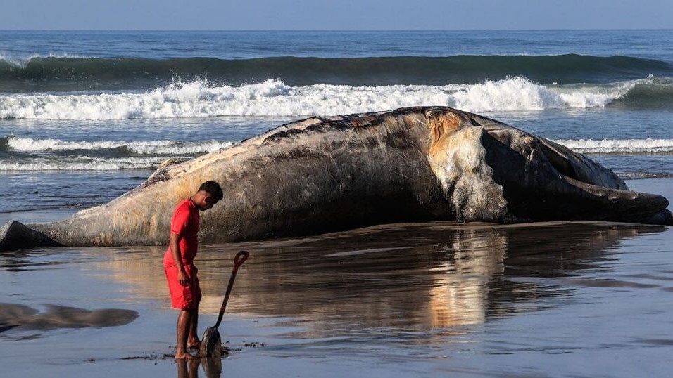 Aparece ballena jorobada sin vida a la orilla de la playa de Acapulco