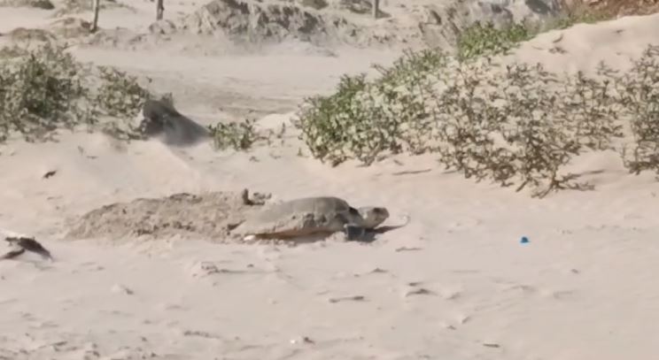 Tortugas Lora, otro atractivo de playa Miramar