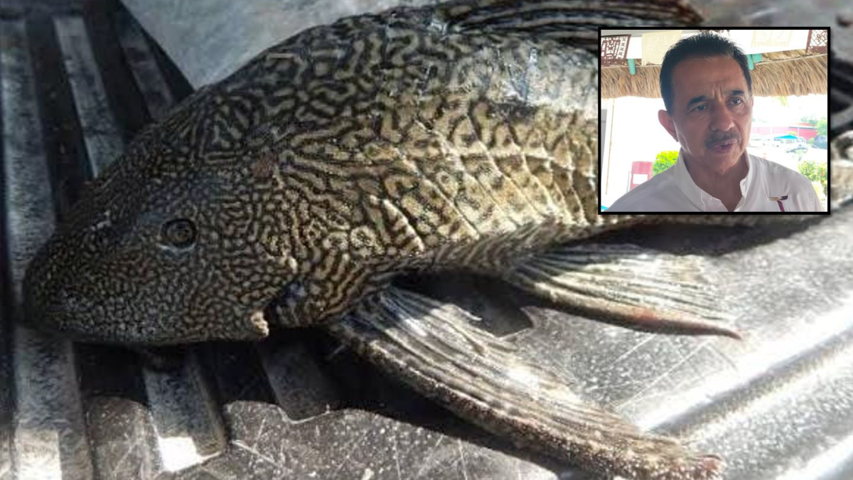 Pez diablo, especie invasiva que sobrevive a la falta de agua y oxigenación
