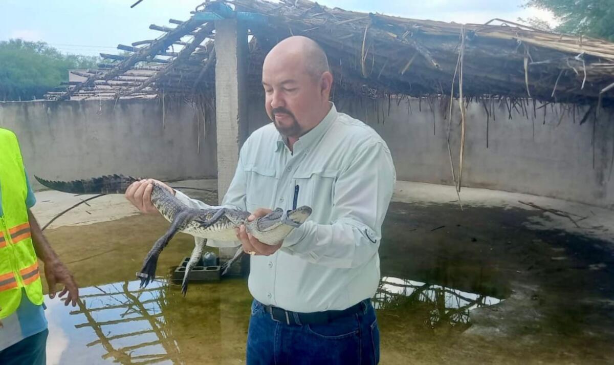 Fortalece Tamaulipas capacitación para manejo de cocodrilos