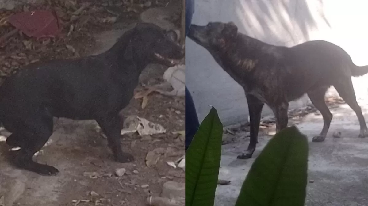 Rescatan a dos perros en condiciones de abandono en Victoria