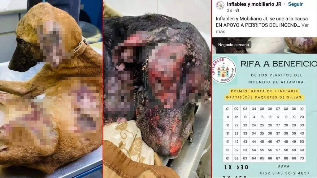 Negocios les dan una “patita” a perritos que quedaron atrapados en incendio en Altamira
