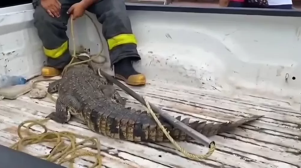 Capturan cocodrilo en las escolleras de playa Miramar