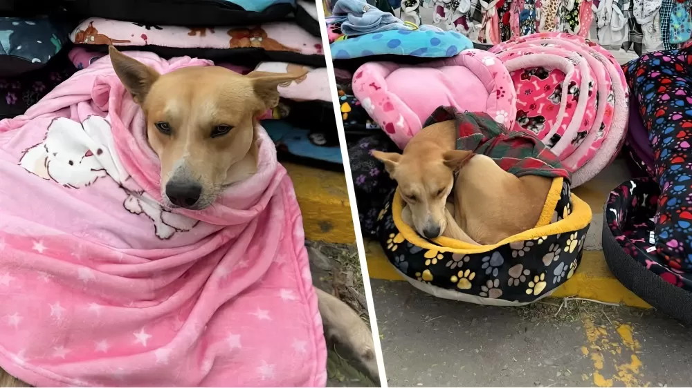 Reparten calor y cariño a perritos callejeros en el bulevar