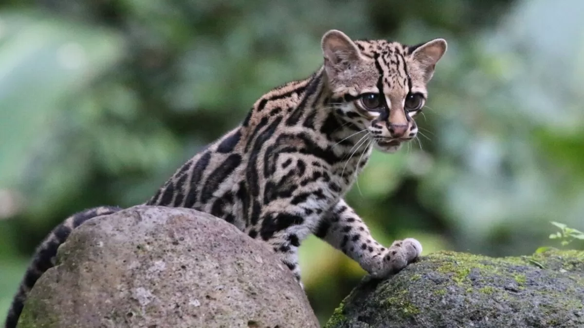 Tigrillo margay es rescatado en Altamira; Profepa evalúa su destino tras ser hallado en la zona