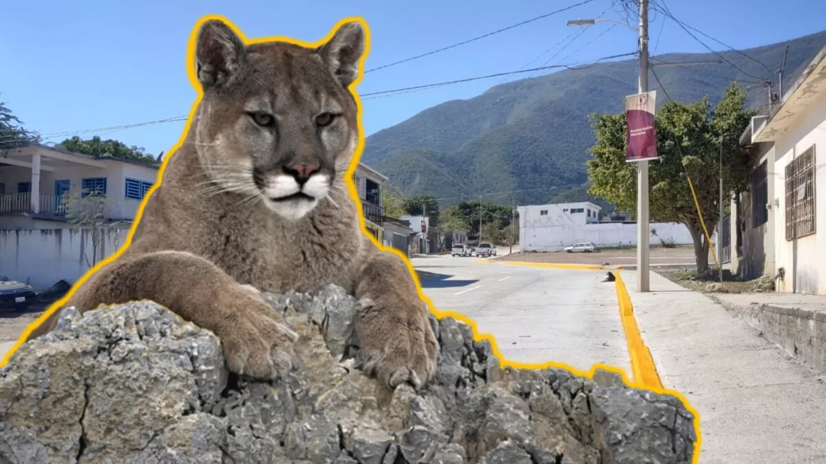 Temen por ataque de felino en Victoria, reportan animales sin vida