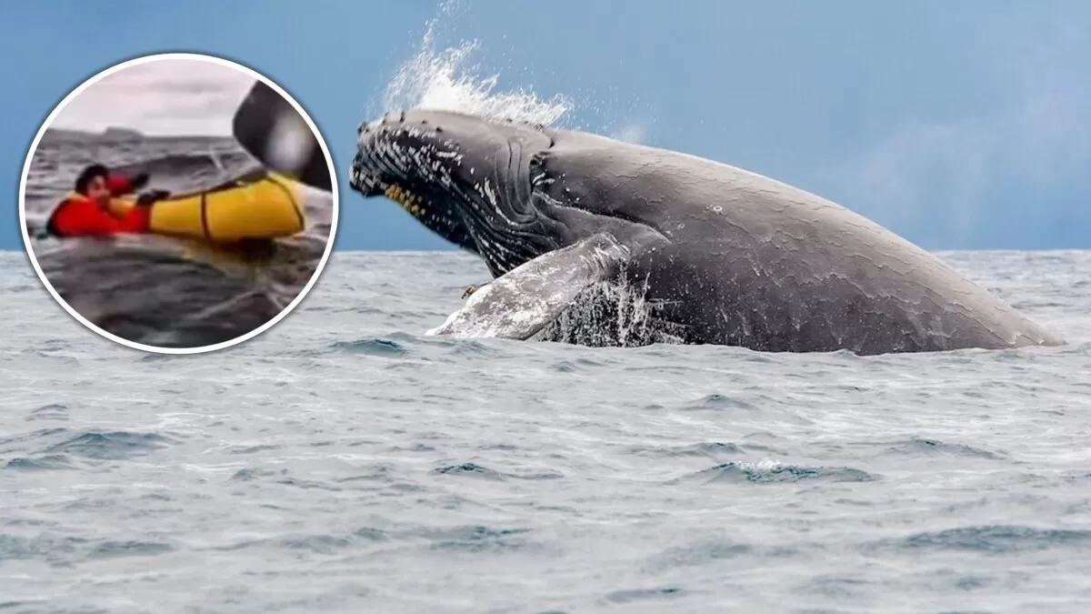 Difícil de creer: Joven es tragado por una ballena y suceso queda grabado en video