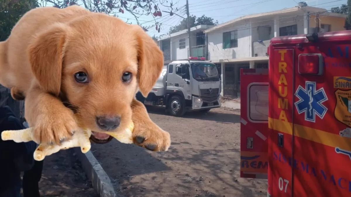 Incendio arrasa con vivienda y cobra la vida de un perrito