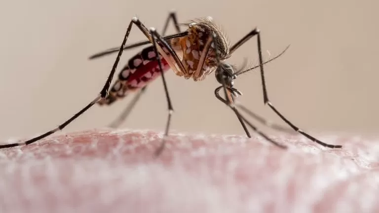 Emiten alerta epidemiológica por aumento de dengue por serotipo DENV-3