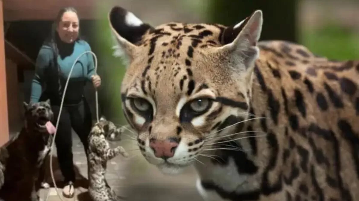 Mujer presume que su perro mató a un ocelote; PROFEPA investiga