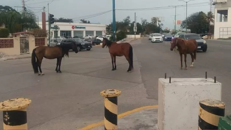 Caballos realizan protesta pacífica en el sur de Tamaulipas