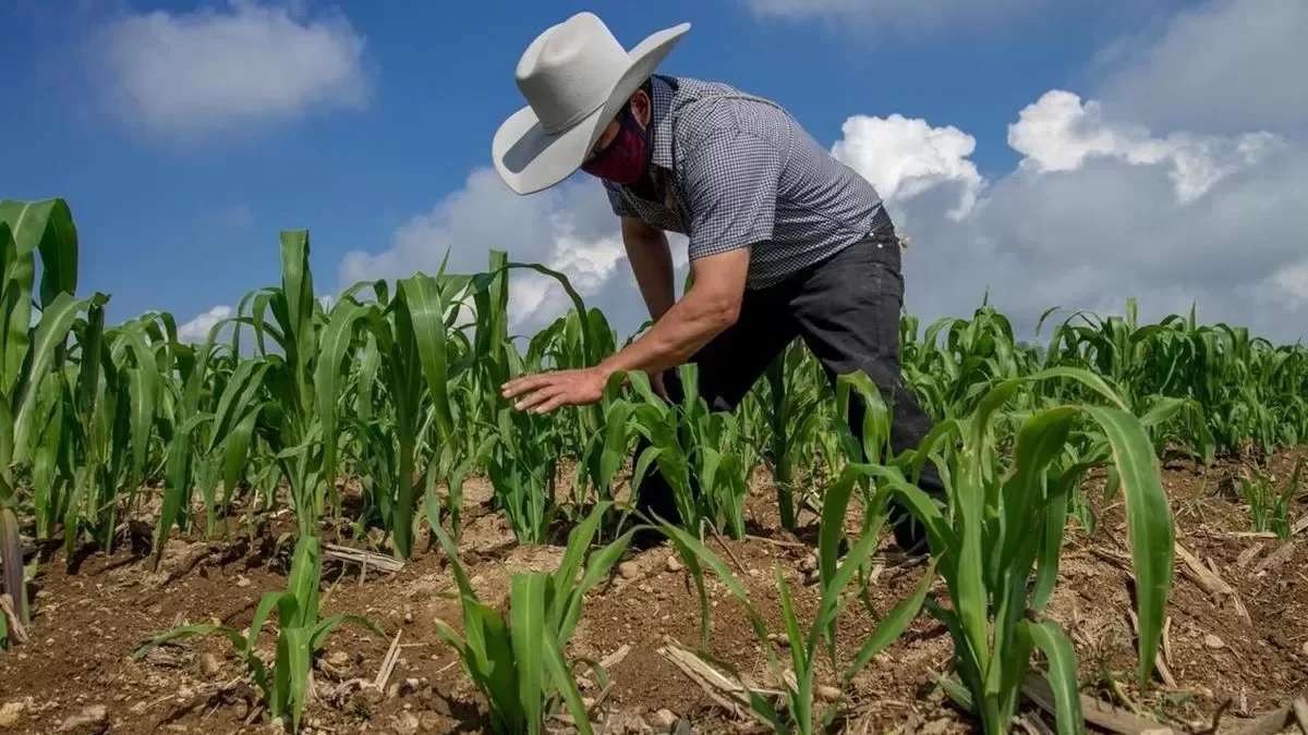Gestiona gobernador apoyos para la agricultura y los productores de Tamaulipas