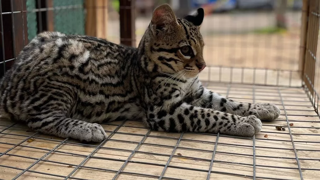 Capturan más de 70 animales salvajes en Altamira; serán reubicados