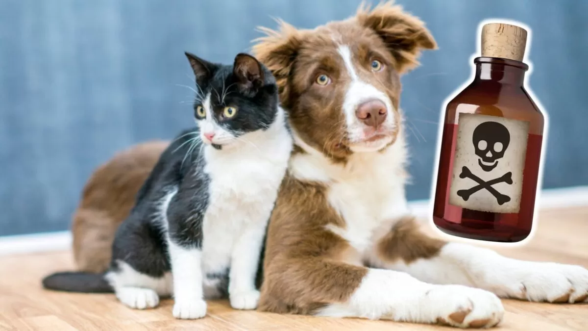 Desalmada mujer envenena gatos y perros en Ciudad Madero